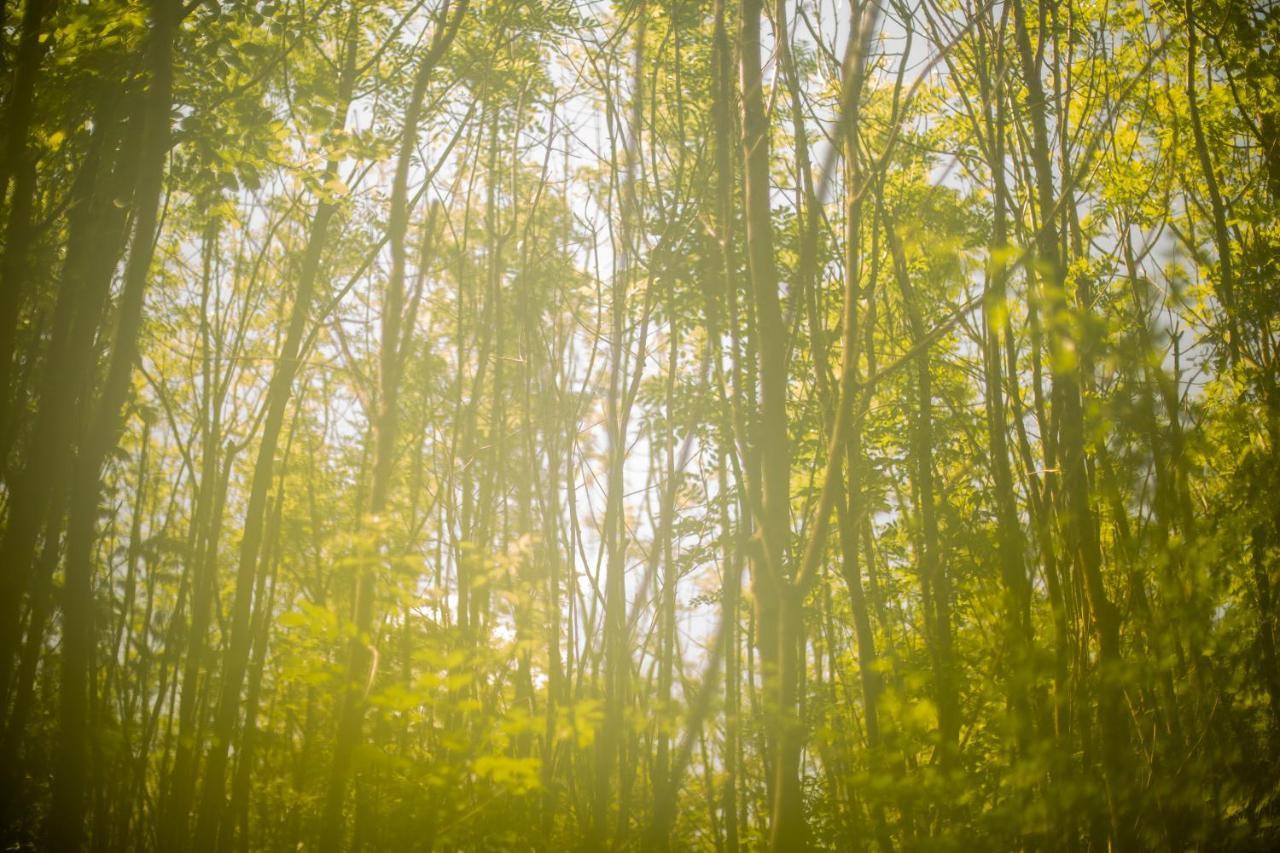 Dgg Woodland Escape Hotel South Barrow Eksteriør billede